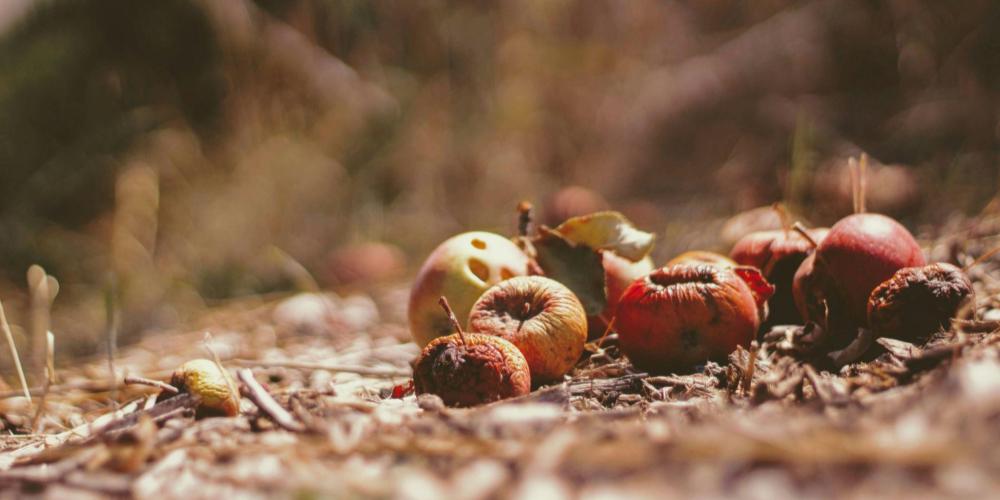 Rotting apples