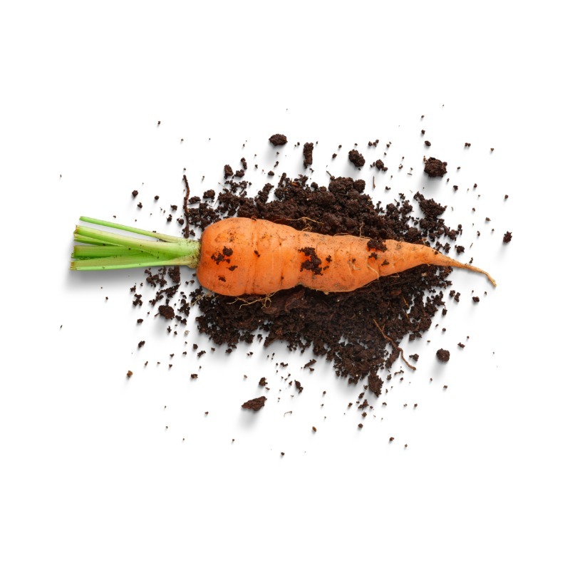 Carrot in soil