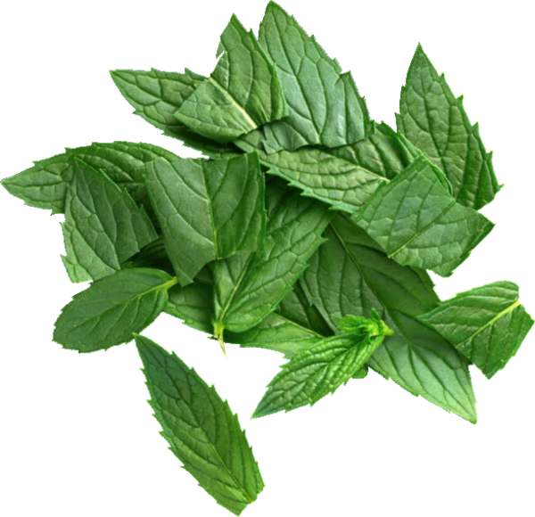 Mint leaves